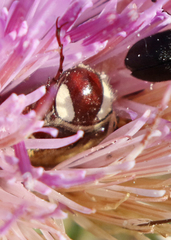 Trichiotinus rufobrunneus