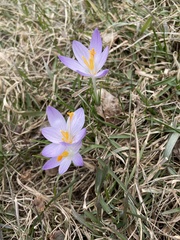 Crocus biflorus