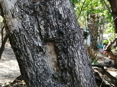 Semialarium mexicanum