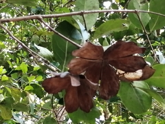 Semialarium mexicanum