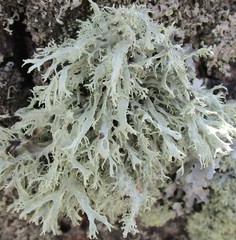 Ramalina
