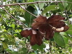 Semialarium mexicanum