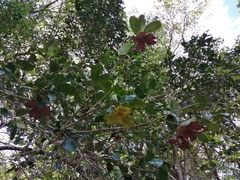 Semialarium mexicanum