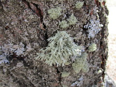 Ramalina