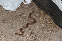 Yamdena Pipe Snake photo 1