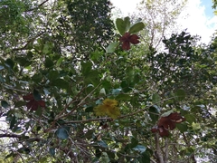 Semialarium mexicanum