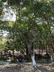 Semialarium mexicanum