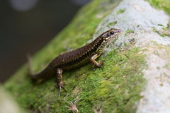Sphenomorphus incognitus