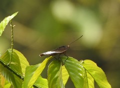 Lexias dirtea
