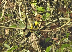 Melanochlora sultanea