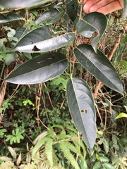 Glochidion lanceolarium