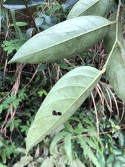 Glochidion lanceolarium