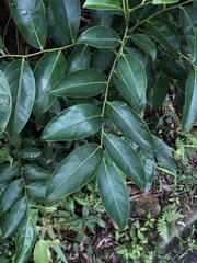 Glochidion lanceolarium