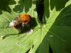 Bombus pascuorum