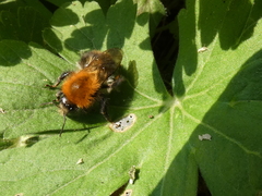 Bombus pascuorum