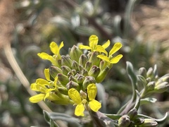 Erysimum crepidifolium