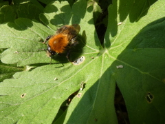 Bombus pascuorum