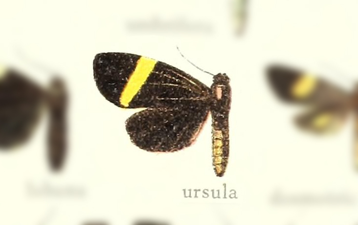 Erbessa ursula