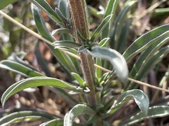 Erysimum crepidifolium