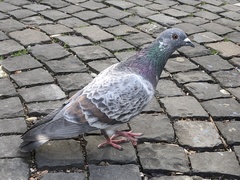 Columba livia domestica