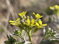 Erysimum crepidifolium