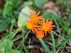 Pseudogynoxys chenopodioides