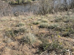 Erysimum crepidifolium