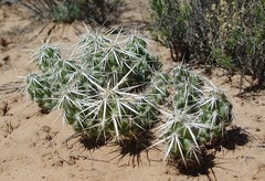 Grusonia clavata