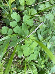 Thalictrum aquilegiifolium