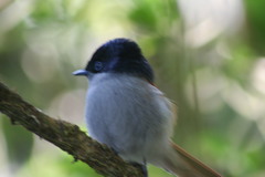 Terpsiphone bourbonnensis