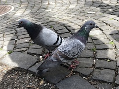 Columba livia domestica