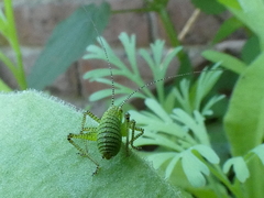 Leptophyes punctatissima