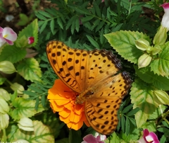Argynnis hyperbius