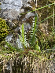 Pedicularis sudetica