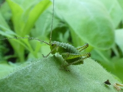 Leptophyes punctatissima