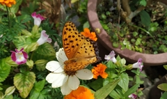 Argynnis hyperbius