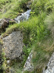 Pedicularis sudetica