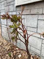 Paeonia × suffruticosa