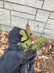 Paeonia × suffruticosa