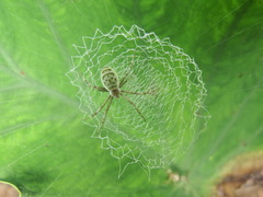 Argiope chloreides