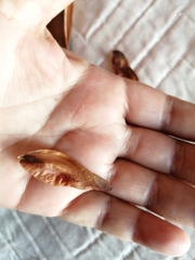 Semialarium mexicanum