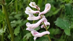 Corydalis edulis