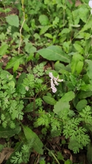 Corydalis edulis
