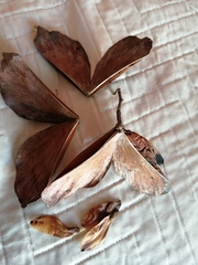 Semialarium mexicanum