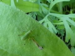 Leptophyes punctatissima