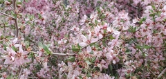 Prunus andersonii