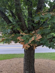 Xylella fastidiosa