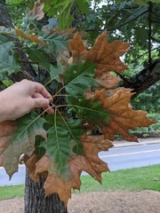 Xylella fastidiosa