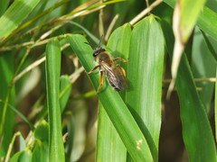 Andrena tibialis