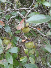 Diospyros simii